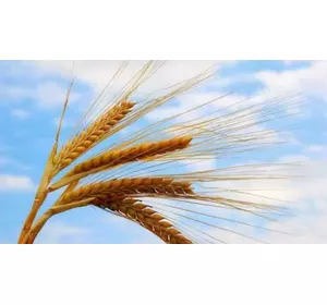 Семена озимой пшеницы FARREL канадский трансгенный сорт