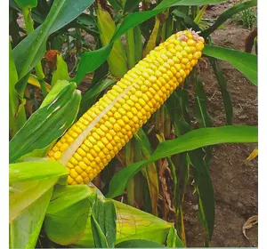 Семена кукурузы Кадр 267 МВ