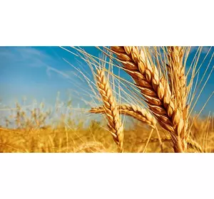 Посевной материал пшеницы двуручки EVANS