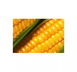 Канадский гибрид кукурузы CORBIN FS – 899