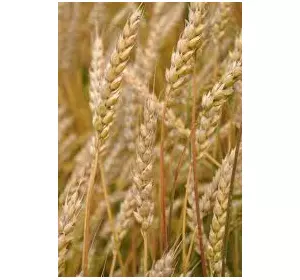 Семена озимой пшеницы Повелия