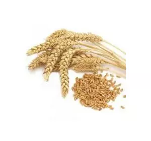 Семена канадской озимой пшеницы Ошава