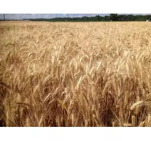 Семена озимой пшеницы Ужинок
