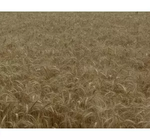 Семена яровой пшеницы Струна Мироновская