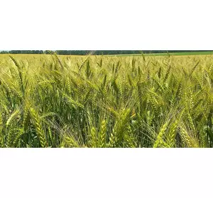 Семена озимой пшеницы Антоновка