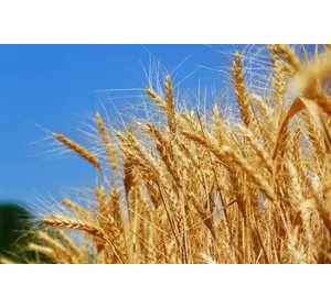 Семена озимой пшеницы Пилиповка