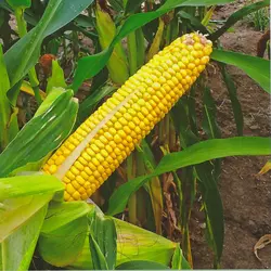 Семена гибрид кукурузы Skeena FF-199 , ФАО 260 , 4 початка