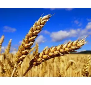 Семена озимой пшеницы Антара