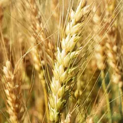 Семена канадской мягкой пшеницы Орвил урожай 15 т