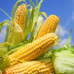Канадская кукуруза SKEENA ФАО 260 , 4 початка