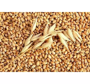Семена канадской озимой пшеницы Canmor канмор