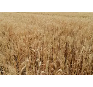 Семена пшеницы Лист 25 Элита