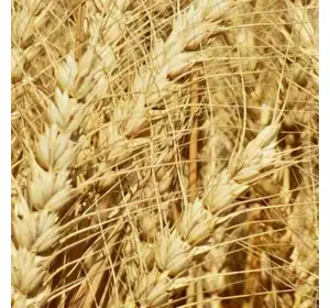 Семена озимой пшеницы Благодарка Одесская