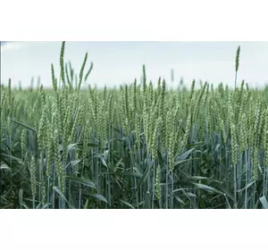 Семена озимой пшеницы Скаген Германия Saaten Union