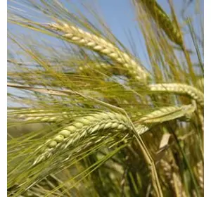 Семена озимой пшеницы Престиж