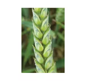 Семена озимой пшеницы Иллиас Ilias Limagrain