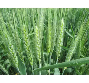 Семена озимой пшеницы Колония