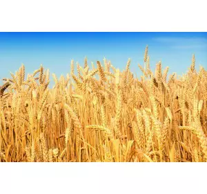Семена мягкой пшеницы Farrel