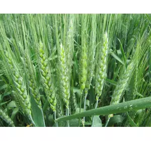 Семена озимой пшеницы Ласточка Одесская