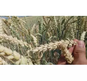 Семена озимой пшеницы Балатон