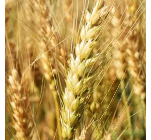 Канадская озимая пшеница Фарелл урожай 15 т