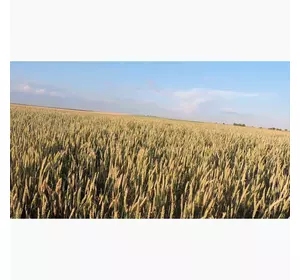Семена канадской пшеницы ТЕСЛА (ТESLA)
