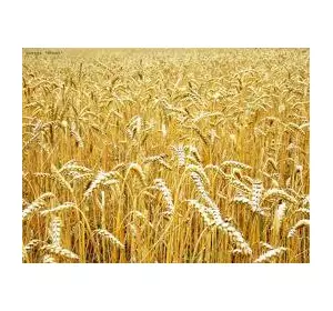 Семена яровой пшеницы Изольда