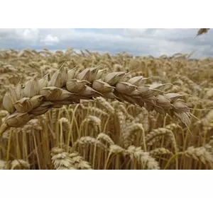 Семена озимой пшеницы Шулындинка