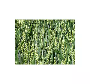 Семена озимой пшеницы Лупус Заатбау (Saatbau)