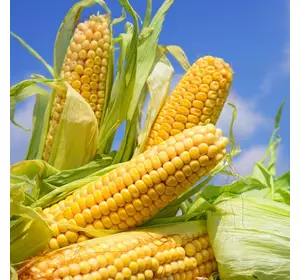 Канадская кукуруза HIDRA ( Хидра) ФАО 250 , 4 початка