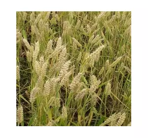 Семена озимой пшеницы Ириша