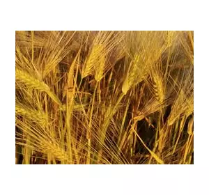 Семена канадской озимой твердой пшеницы MAKINO
