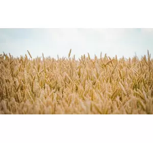 Семена озимой пшеницы Богдана элита