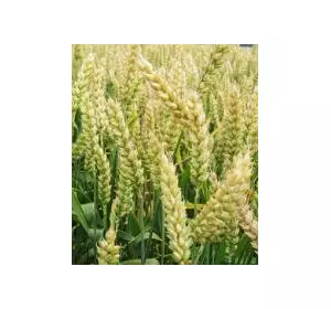 Семена озимой пшеницы Памир